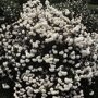 Mooie witte bloembollen solitair